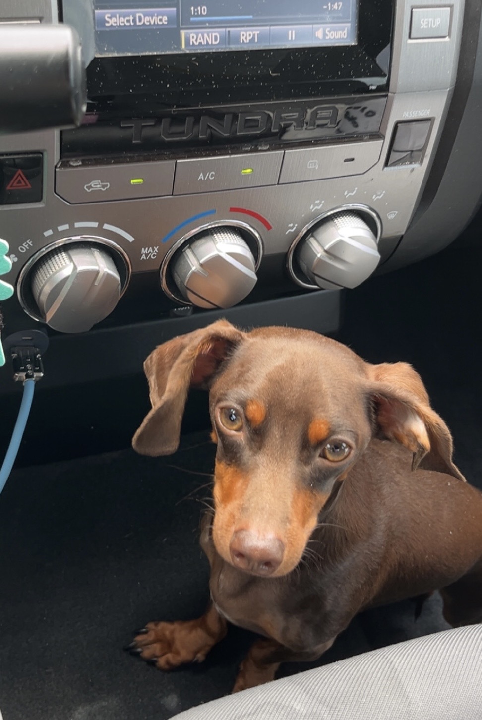 Milo the dog looking cute posing for the camera